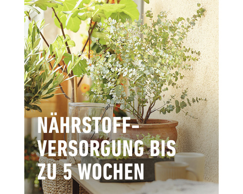 Pflanzenarrangement mit Nährstoffversorgung für bis zu 5 Wochen