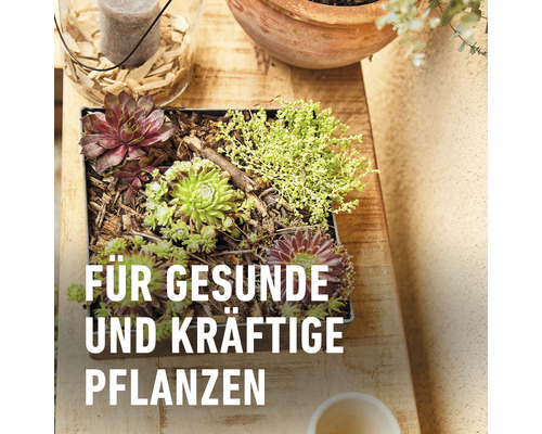 Pflanzenarrangement mit Hauswurz und anderen Gewächsen in einem Pflanzgefäß für gesunde und kräftige Pflanzen.