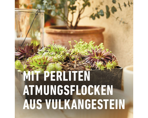 Pflanzgefäß mit Sukkulenten und dem Hinweis: Mit Perliten Atmungsflocken aus Vulkangestein