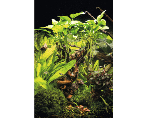 Aquarium mit Wasserpflanzen und Fischen