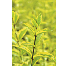 Nahaufnahme einer Hecke mit Blättern