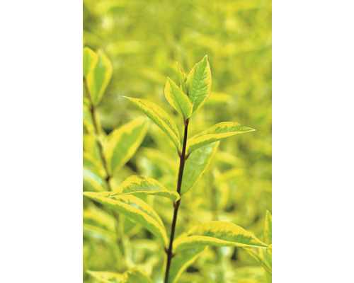 Nahaufnahme einer Hecke mit Blättern