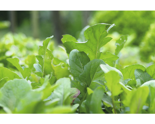 Nahaufnahme von Pflücksalat im Garten