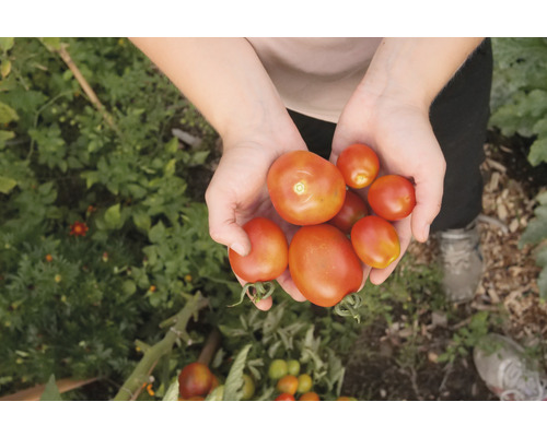 Eine Person hält eine Handvoll geernteter Tomaten im Garten.