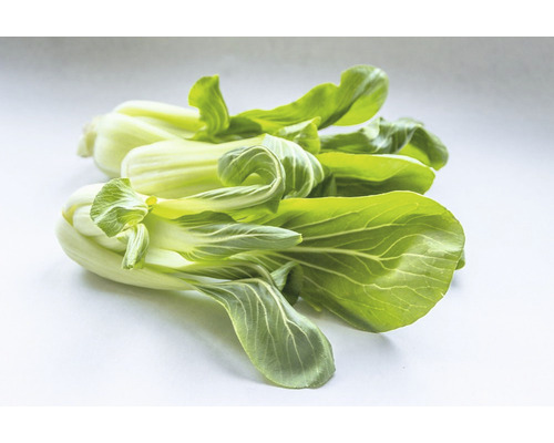 Pak Choi Gemüse