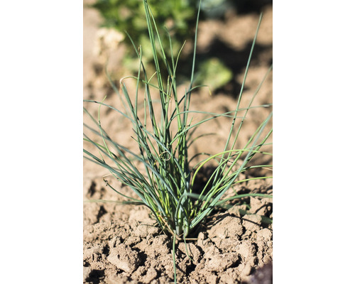 Schnittlauchpflanze im Gartenbeet