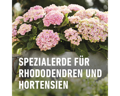 Spezialerde für Rhododendren und Hortensien im Topf