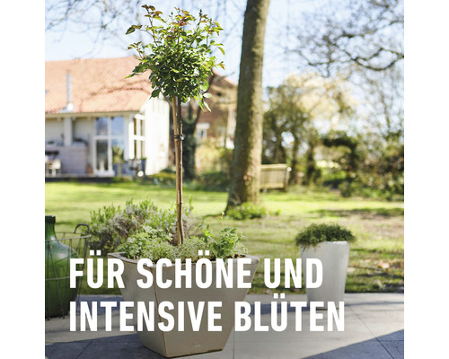 Szene im Garten mit Rosenbaum im Pflanzgefäß für schöne und intensive Blüten.