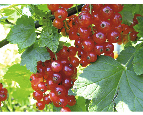 Bio Rote Johannisbeere FloraSelf Bio Ribes rubrum 'Jonkheer van Tets' H ca. 40 cm Co 3 L