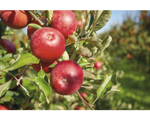 Bio Herbstapfel FloraSelf Bio Malus domestica 'Florina' ® Stammhöhe ca. 60 cm Gesamthöhe 130-150 cm Co 7,5 L Busch