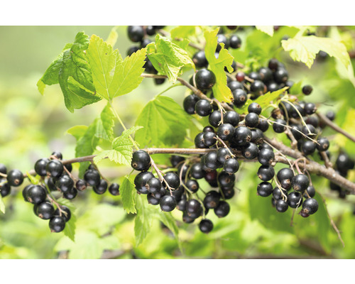 Bio Schwarze Johannisbeere FloraSelf Bio Ribes nigrum 'Titania' H ca. 40 cm Co 3 L