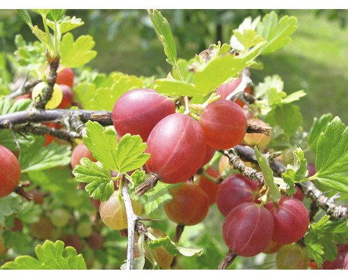 Bio Stachelarme Stachelbeere Stämmchen FloraSelf Bio Ribes uva-crispa 'Captivator' Co 5 L