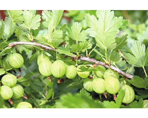 Bio Grüne Stachelbeere Stämmchen FloraSelf Bio Ribes uva-crispa 'Mucurines' Co 5 L Zweig mit reifen Stachelbeeren und Blättern