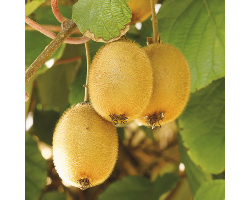 Bio Kiwi FloraSelf Bio Actinidia deliciosa 'Jenny' H ca. 90 cm Co 3 L selbstbefruchtend