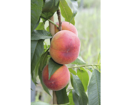 Bio Pfirsich FloraSelf Bio Prunus persica 'Red Haven' H 130-150 cm Co 7,5 L selbstfruchtend