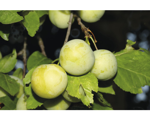 Bio Pflaume Eierpflaume Selbstfruchtend FloraSelf Bio Prunus 'Oullins Reneklode' H 60-80 cm Co 5 L Terrasse
