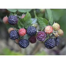 Bio Sommerhimbeere FloraSelf Bio Rubus idaeus x neglectus 'Glen Coe' Co 2 L stachellos und ohne Ausläufer