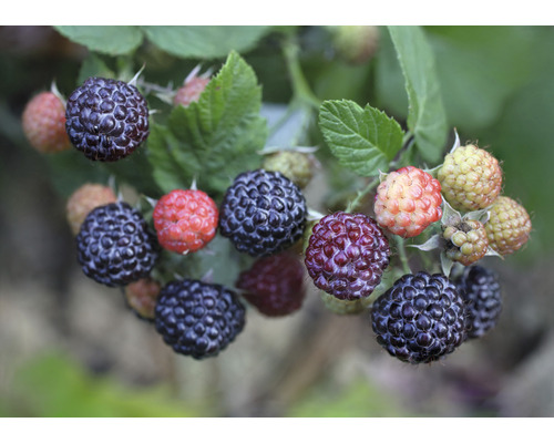 Bio Sommerhimbeere FloraSelf Bio Rubus idaeus x neglectus 'Glen Coe' Co 2 L stachellos und ohne Ausläufer Nahaufnahme von Brombeeren an einem Zweig mit Blättern