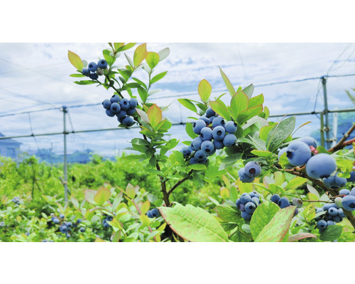 Bio späte Heidelbeere FloraSelf Bio Vaccinium corymbosum 'Berkeley' 30-40 cm Co 3 L Nahaufnahme von Blaubeeren am Strauch im Garten.