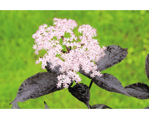 Bio Schwarzer Holunder FloraSelf Bio Sambucus nigra 'Black Beauty' H 40-50 cm cm Co 3 L