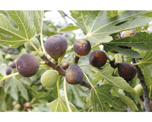 Bio Feigenbaum FloraSelf Bio Ficus carica 'Perretta' H ca. 40 cm Co 3 L früh reifend, selbstfruchtend Feigen am Baum mit Blättern