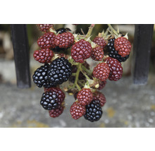 Brombeeren am Strauch