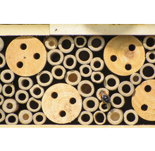 Insektenhotel mit verschiedenen Nistmöglichkeiten und einer Wildbiene
