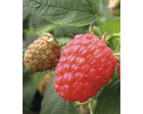 Bio Herbst-Himbeere Hof:Obst Rubus idaeus 'Aroma Queen' H 30-40 cm Co 3,4 L kräftiger Strauch, bildet wenige Ausläufer, sehr ertragreich Nahaufnahme von Himbeeren am Strauch