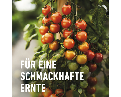 Reife und unreife Kirschtomaten an der Pflanze für eine schmackhafte Ernte.