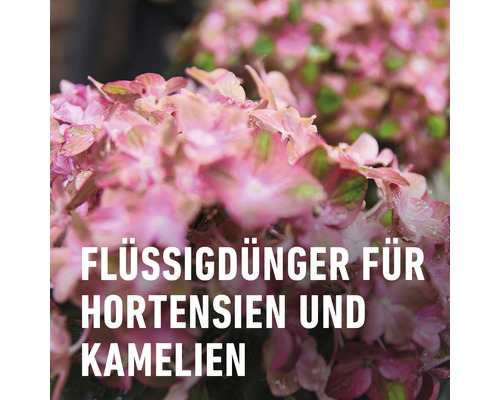 Flüssigdünger für Hortensien und Kamelien