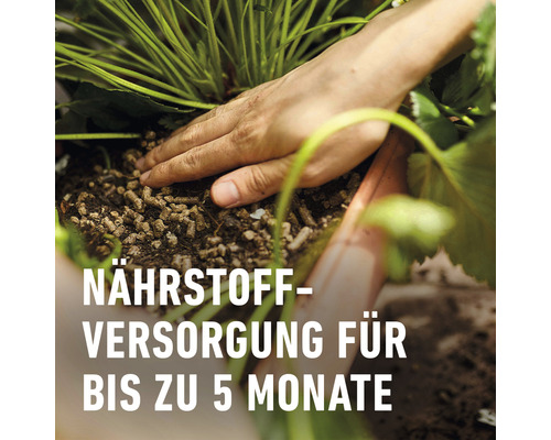 Hand verteilt Langzeitdünger in Pflanzenerde