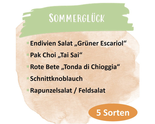 Sommerglück Gemüsesorten Liste mit Endiviensalat, Pak Choi, Rote Bete, Schnittknoblauch und Rapunzelsalat