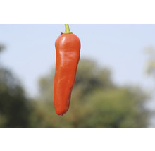 Einzelne rote Chilischote
