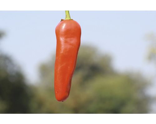 Einzelne rote Chilischote