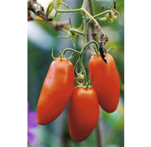 Drei längliche Tomaten an einer Pflanze