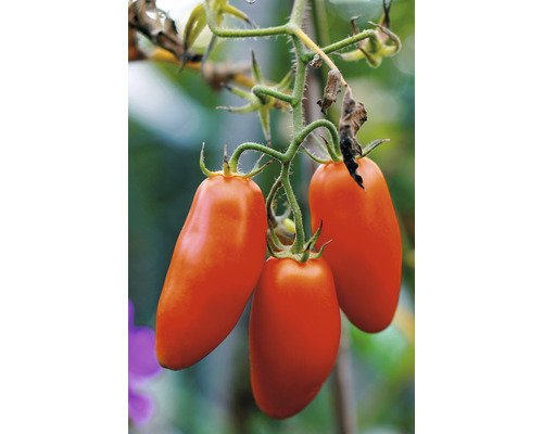 Drei längliche Tomaten an einer Pflanze