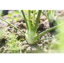 Fenchelknolle im Gartenbeet