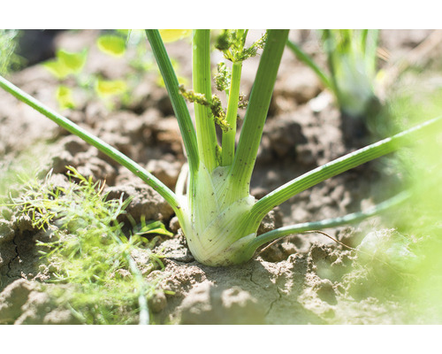 Fenchelknolle im Gartenbeet