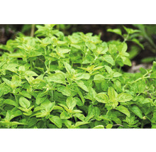 Nahaufnahme von Oregano Pflanze