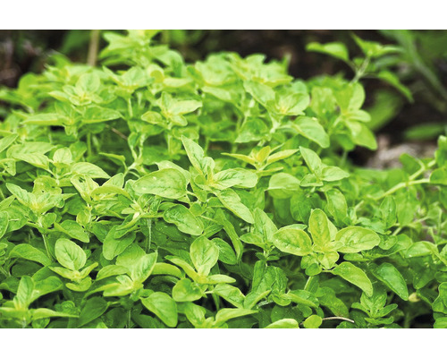 Nahaufnahme von Oregano Pflanze