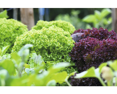 Nahaufnahme von grünem und rotem Pflücksalat im Garten.