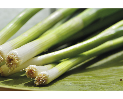 Bund Frühlingszwiebeln