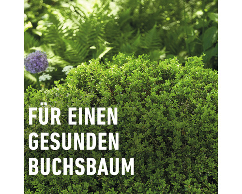 Für einen gesunden Buchsbaum