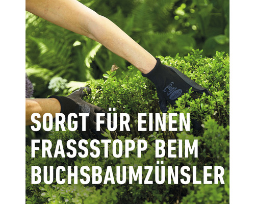 Hände mit Gartenhandschuhen schützen einen Buchsbaum vor dem Buchsbaumzünsler.