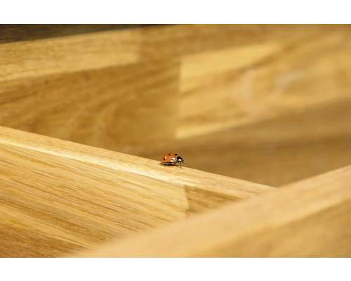 Marienkäfer auf Holz