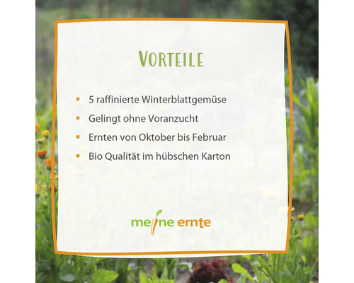 Informationen zu Vorteilen von Wintersaatgemüse