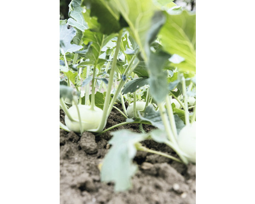 Nahaufnahme von Kohlrabi im Gartenbeet