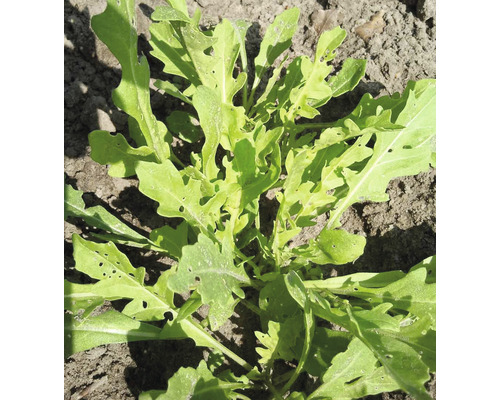 Aussaat von Rucola im Gartenboden.