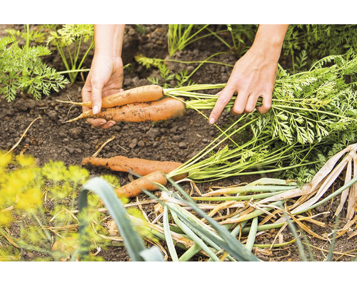 Hände halten frisch geerntete Karotten im Garten.