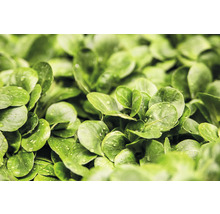 Bio Salat Saatgutpaket meine ernte Salatquartett mit 4 Sorten, Rauke, Feldsalat, Pflücksalat und Kopfsalat, samenfestes Saatgut